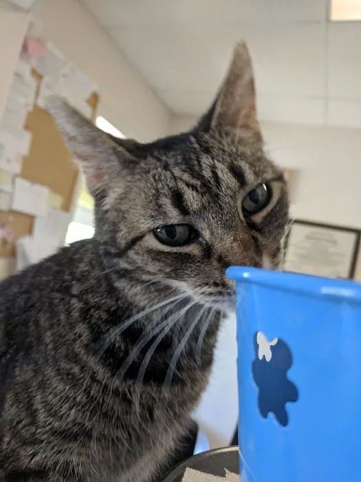 Crescent Hill Animal Hospital 12