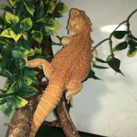 Crockett Veterinary Hospital ico