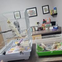 All Pets Veterinary Center ico
