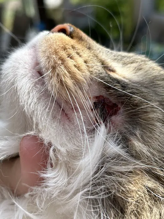 Livewell Animal Hospital of Anchorage 12