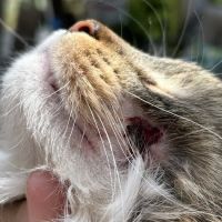 Livewell Animal Hospital of Anchorage ico