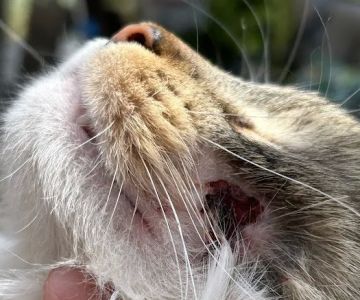 Livewell Animal Hospital of Anchorage