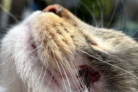 Livewell Animal Hospital of Anchorage