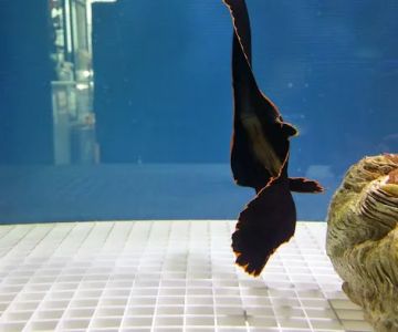Happy Fish Pets