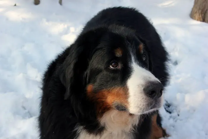 Pewee Valley Veterinary Center 12