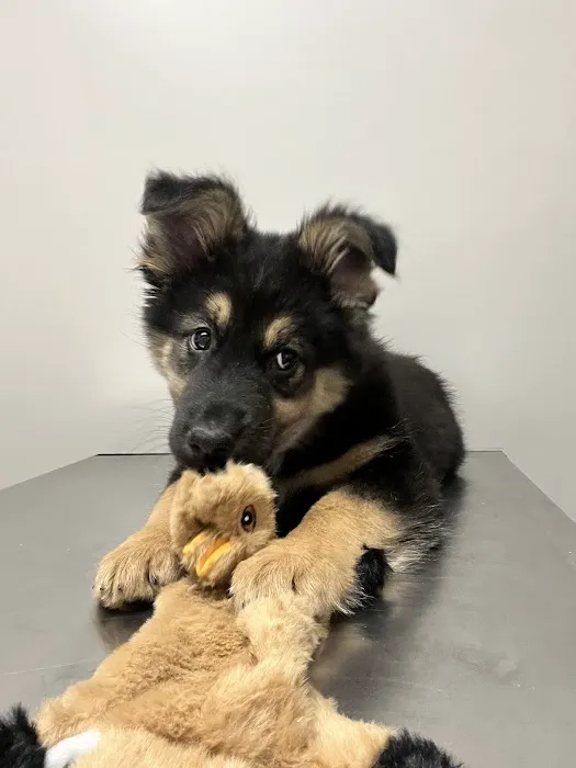 Pewee Valley Veterinary Center 12