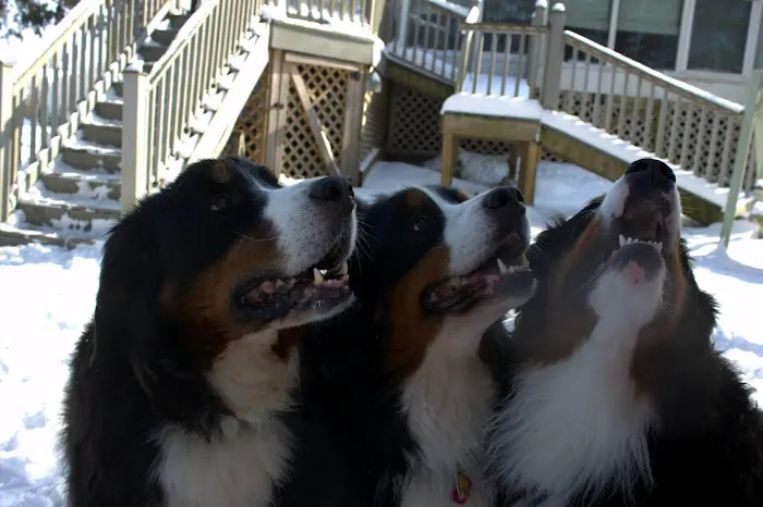 Pewee Valley Veterinary Center 12