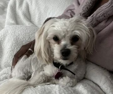 Petco