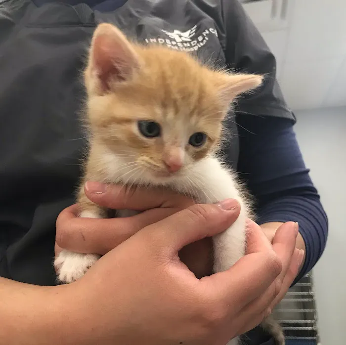Independence Pet Hospital 12