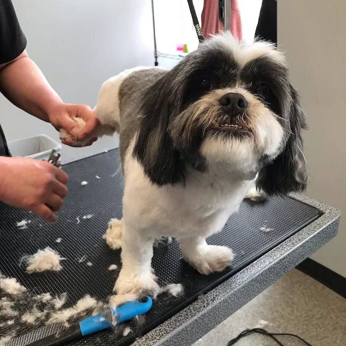 Independence Pet Hospital 12