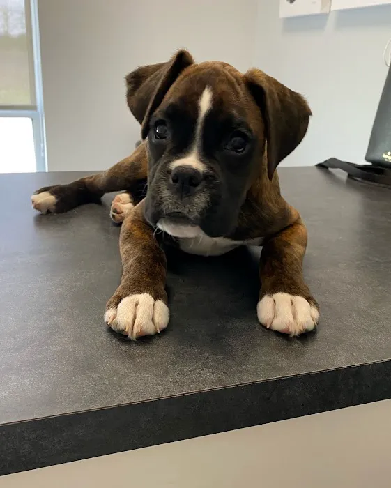 Independence Pet Hospital 12