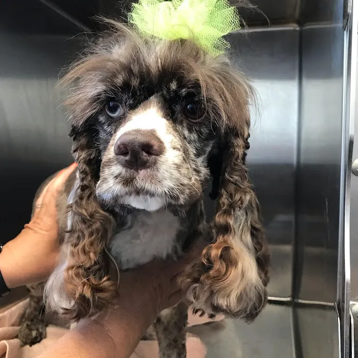 Independence Pet Hospital 12