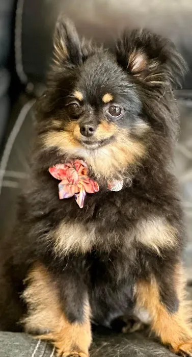 Lebanon Animal Hospital 12