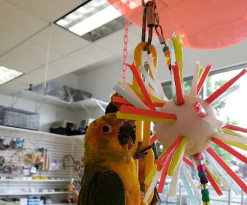 Omars Exotic Birds