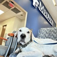 MedVet Cincinnati ico