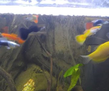 West Lake Aquarium