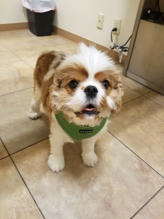 Plum Street Pet Clinic 12