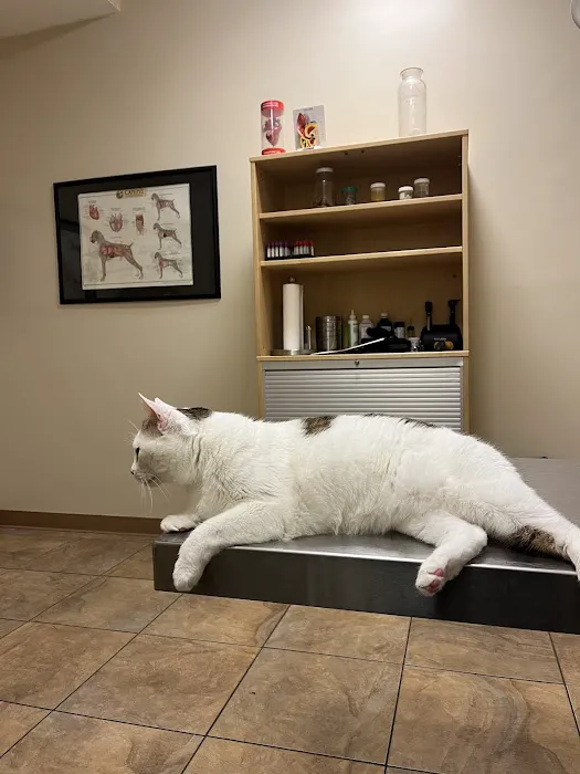 Plum Street Pet Clinic 12