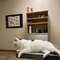 Plum Street Pet Clinic ico