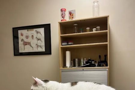 Plum Street Pet Clinic