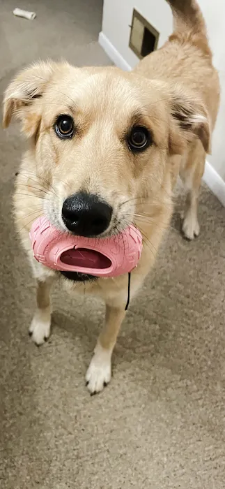 Bellevue Animal Hospital 12