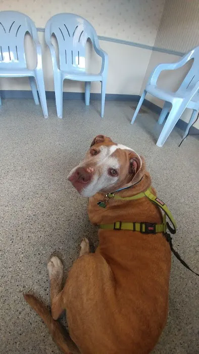 Bellevue Animal Hospital 12