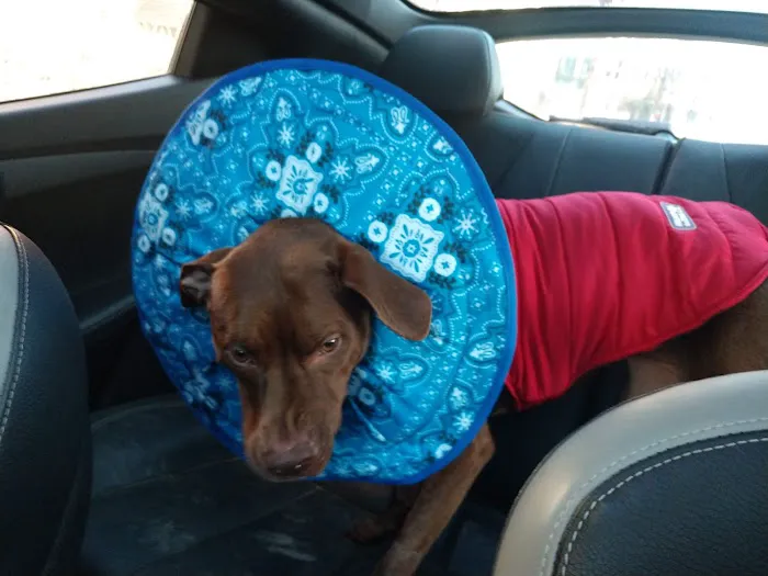Bellevue Animal Hospital 12