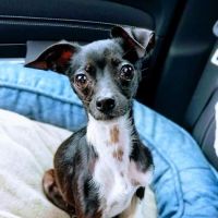 Bellevue Animal Hospital ico
