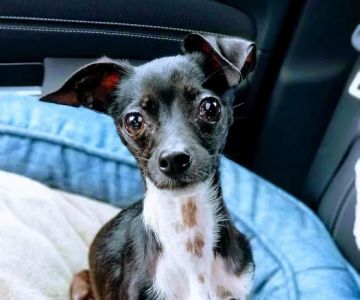 Bellevue Animal Hospital