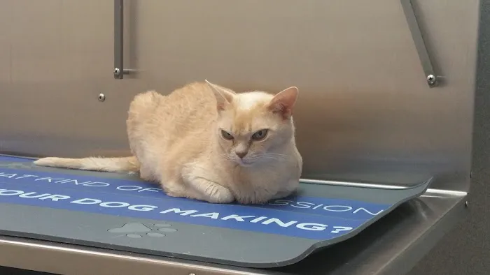 Bellevue Animal Hospital 12