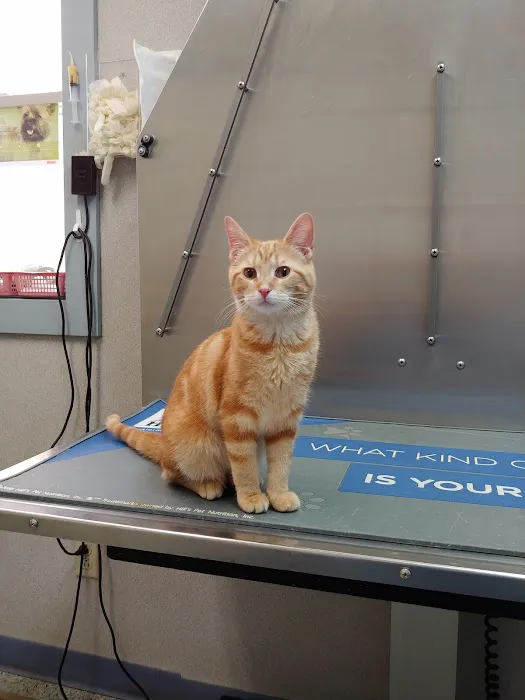 Bellevue Animal Hospital 12