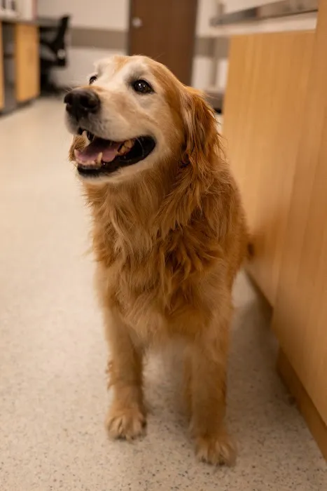 AcutePet Urgent Care 3