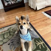 Riverview Animal Hospital ico