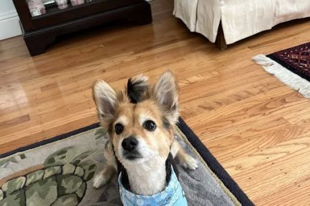 Riverview Animal Hospital