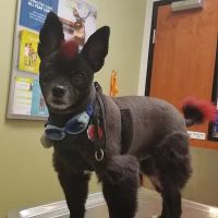 Banfield Pet Hospital ico