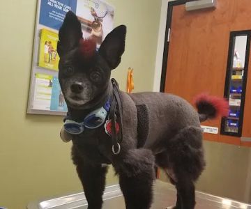 Banfield Pet Hospital