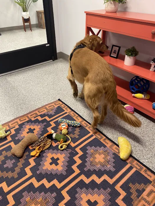 PetVet365 Pet Hospital Cincinnati/Newport 12