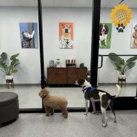 PetVet365 Pet Hospital Cincinnati/Newport ico