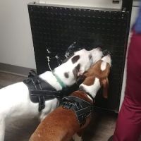 Veterinary Medical Center of Fort Thomas ico