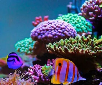 Fish and Coral Store