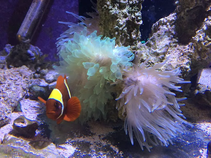 Carson Tropical Fish 9