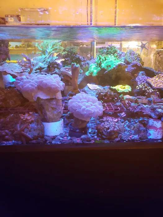 Carson Tropical Fish 6