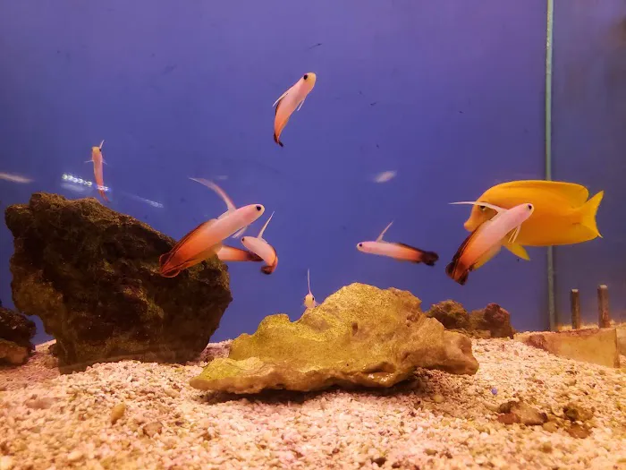 Carson Tropical Fish 2