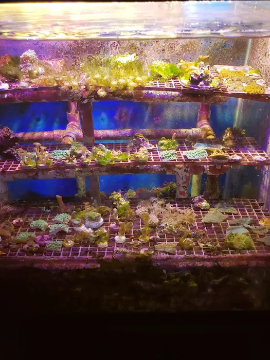 Carson Tropical Fish 3