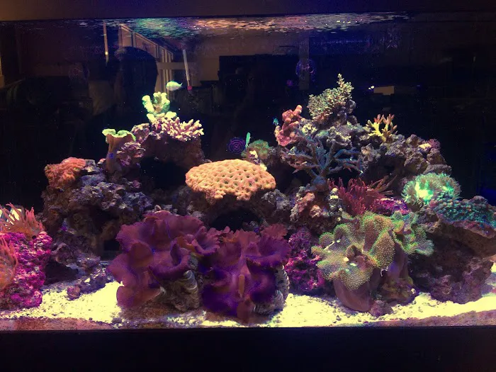 Carson Tropical Fish 10