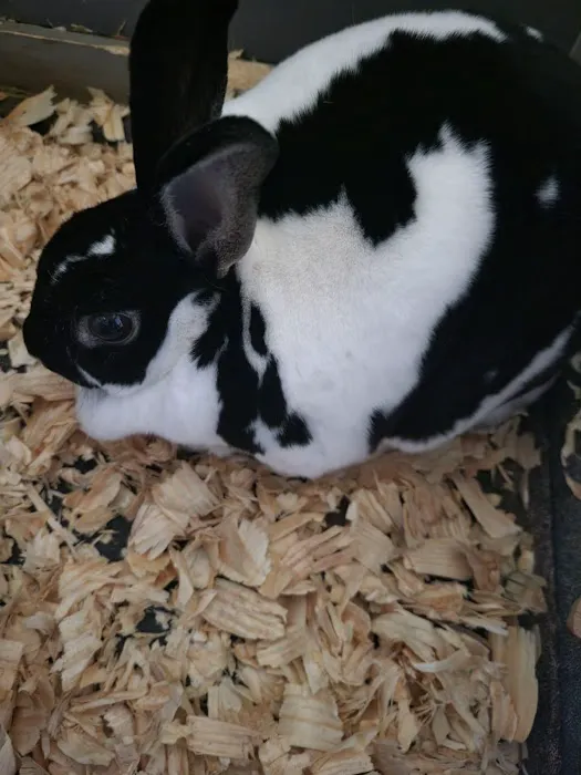 The Economic Veterinary Initiative (EVI spay/neuter clinic) 12