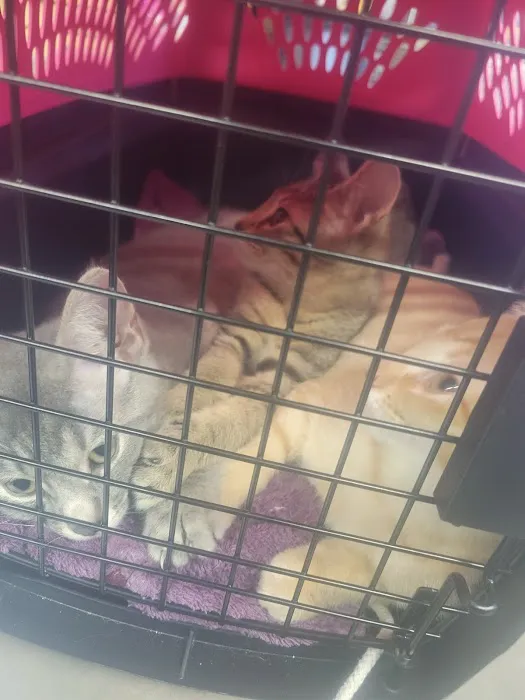 The Economic Veterinary Initiative (EVI spay/neuter clinic) 12