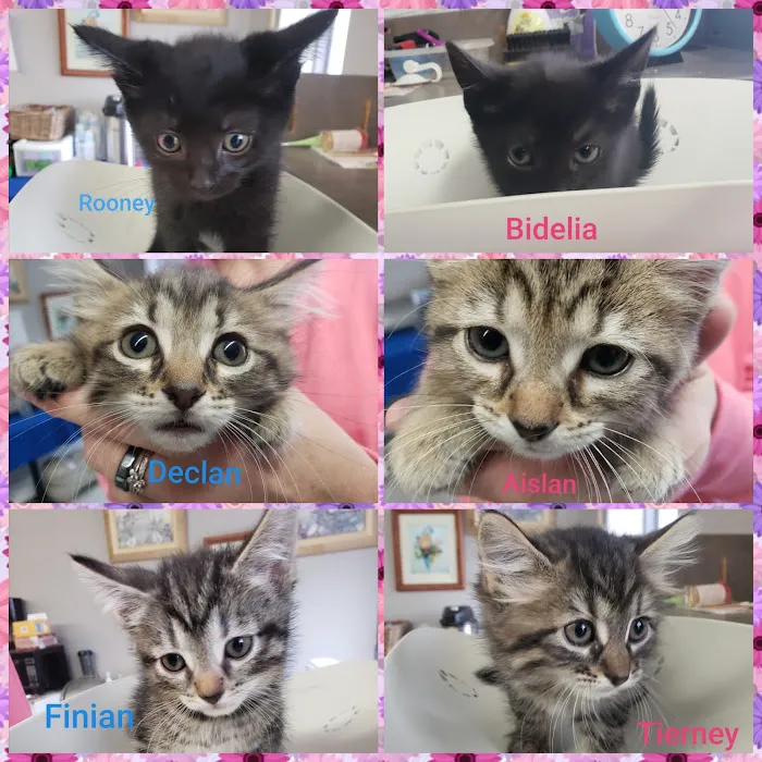 The Economic Veterinary Initiative (EVI spay/neuter clinic) 12