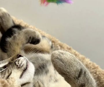Pet Supplies Plus Long Beach-Los Altos