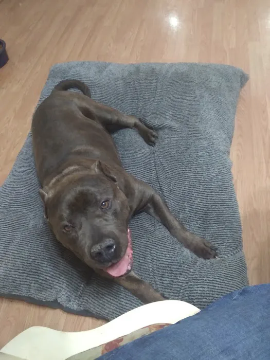 Anderson Hills Animal Care: Mohlman Kathleen E DVM 1